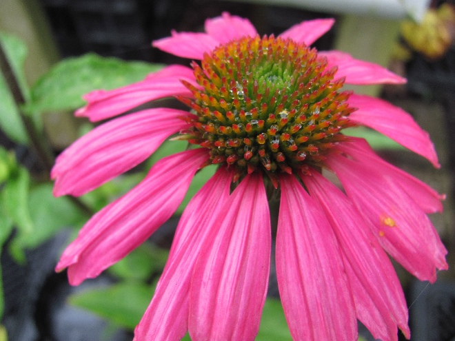 Echinacea purpurea 'Red Knee High' Rode Zonnehoed