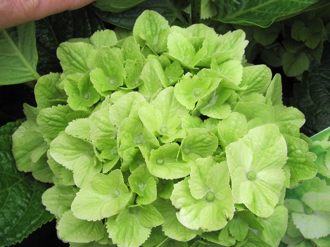 Hydrangea macrophylla 'Hortmawin' (Magical Wings) Magical Hortensia
