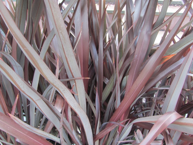 Phormium tenax 'Purpureum' Nieuw Zeelands Vlas