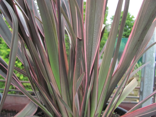 Phormium 'Pink Stripe' Nieuw Zeelands Vlas