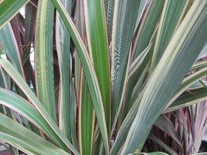 Phormium cookianum 'Tricolor' Nieuw Zeelands Vlas