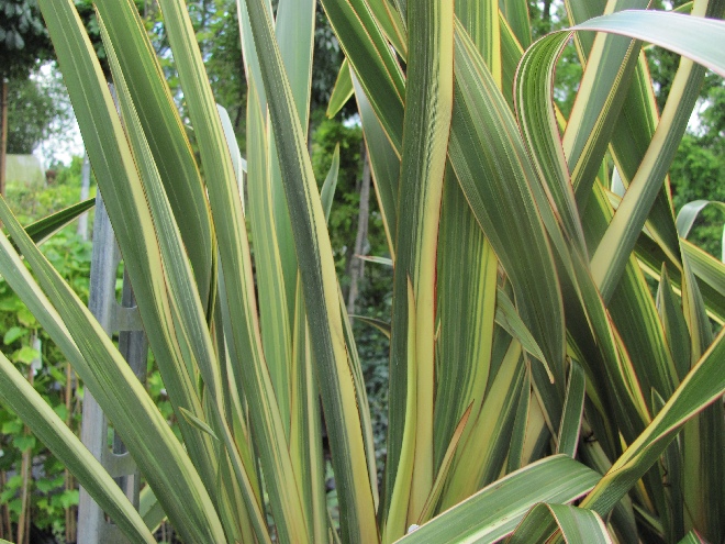 Phormium 'Wings of Gold' Nieuw Zeelands Vlas