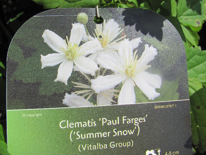 Clematis 'Paul Farges' (syn. 'Summer Snow') Bosrank Vitalba Groep