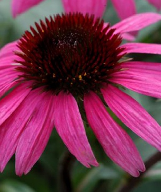 Echinacea purpurea 'After Midnight'   Zonnehoed