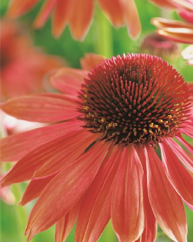 Echinacea 'Sundown'  Zonnehoed