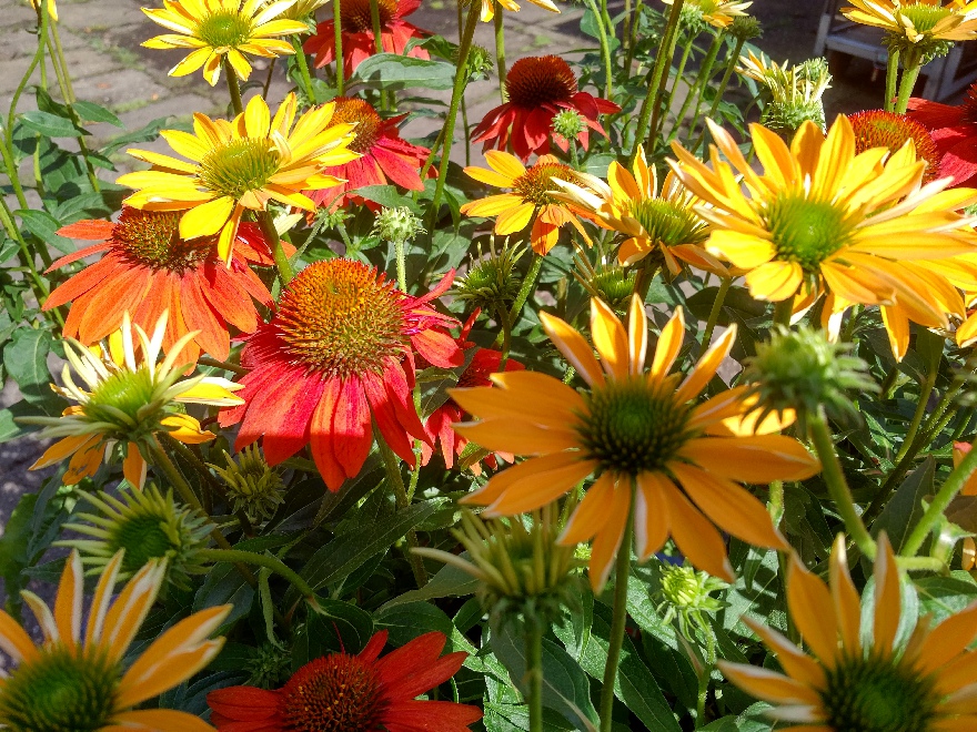 Echinacea 'Tangerine Dream'  Zonnehoed
