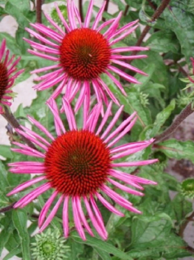 Echinacea purpurea 'Pica Bella' Rode Zonnehoed