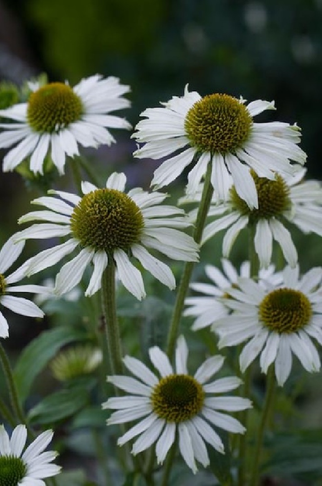 Echinacea purpurea 'Avalanche'  Witte Zonnehoed