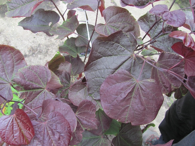Cercis canadensis 'Forest Pansy' Amerikaanse Judasboom