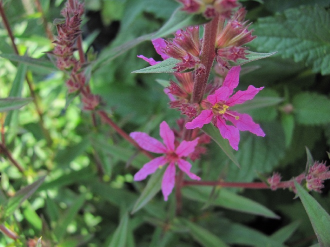 Lythrum salicaria 'Lady Sackville' Kattenstaart, Kattestaart