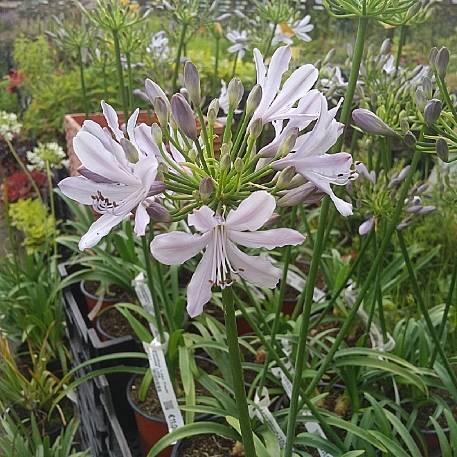 Agapanthus 'Lilac Flash' Afrikaanse Lelie