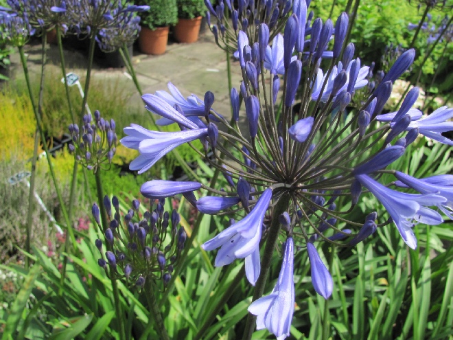 Agapanthus 'Dr Brouwer' Afrikaanse Lelie