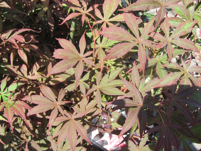 Acer palmatum 'Atropurpureum' Japanse Esdoorn