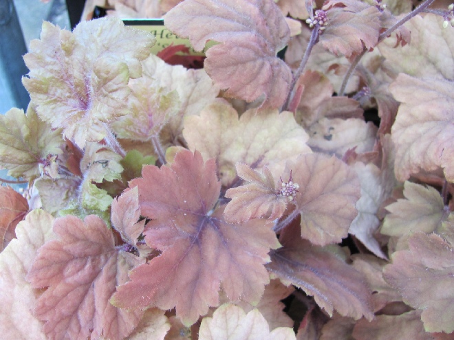 Heucherella 'Sweet Tea' Purperklokje