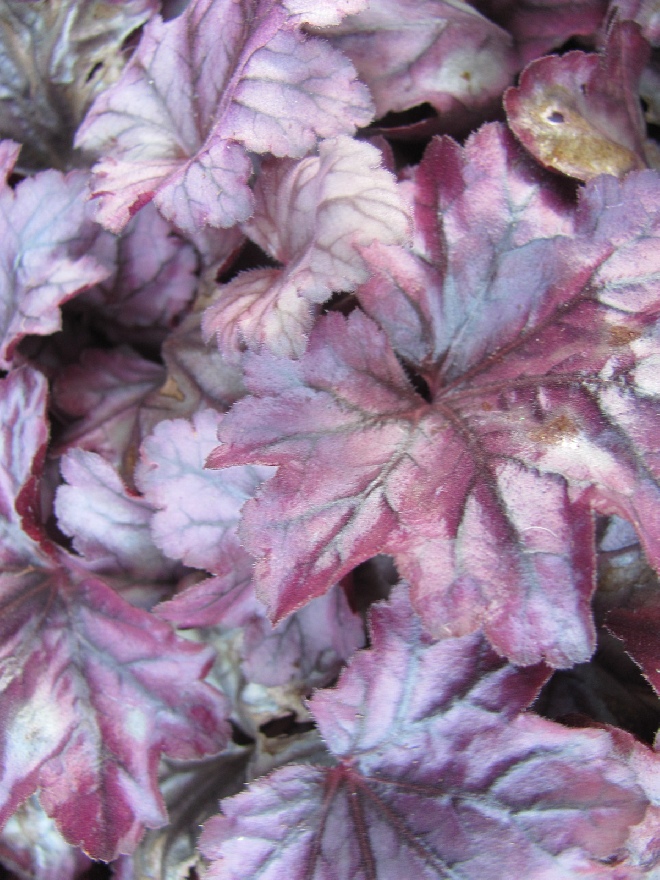 Heuchera 'Plum Royale' Purperklokje