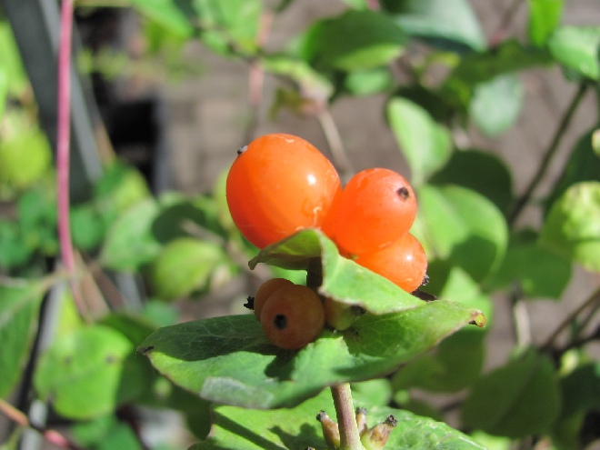 Lonicera caprifolium 'Inga' Kamperfoelie, Geitenblad