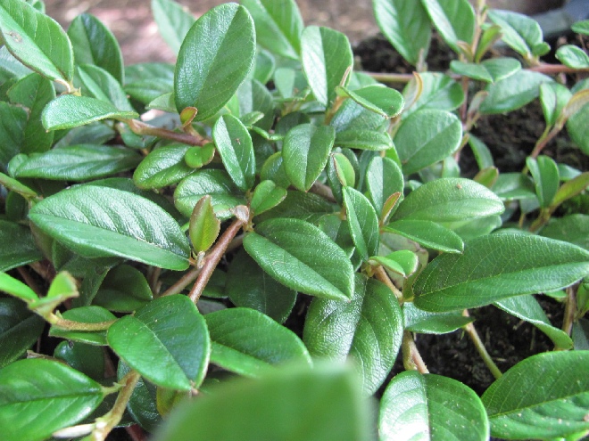 Cotoneaster dammeri Dwergmispel