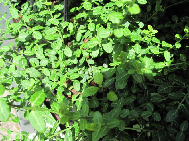 Euonymus fortunei 'Minimus' Kleinbladige groenblijvende kardinaalshoed