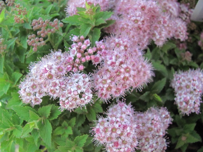 Spiraea japonica 'Nana' Spierstruik