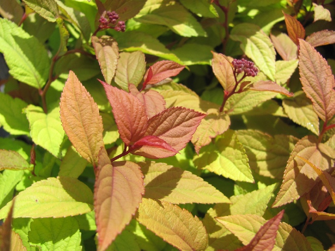 Spiraea japonica 'Goldflame' Spierstruik