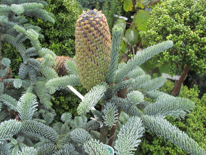 Abies procera 'Glauca' zilverspar