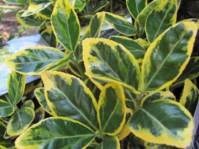 Euonymus japonicus 'Ovatus Aureus' (syn. Euonymus japonicus 'Marieke') Bonte Kardinaalshoed