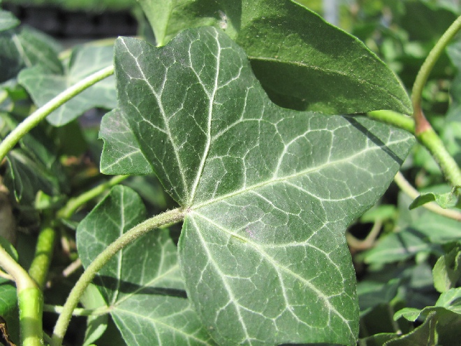 Hedera helix 'Little Diamond' Klimop