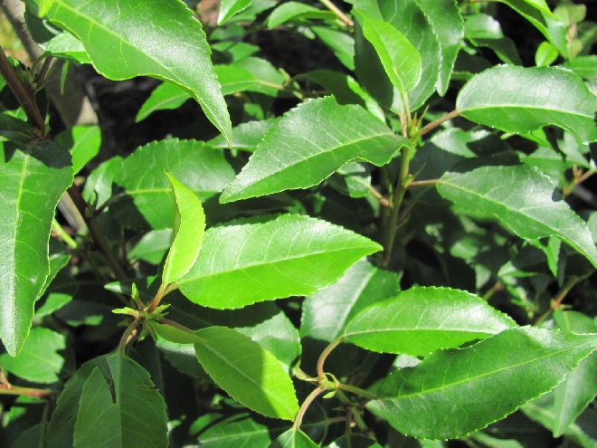 Prunus lusitanica 'Angustifolia' Portugese laurierkers, Haaglaurier, Bladhoudend