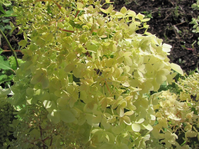 Hydrangea paniculata 'Phantom' Schapekophortensia, Pluimhortensia