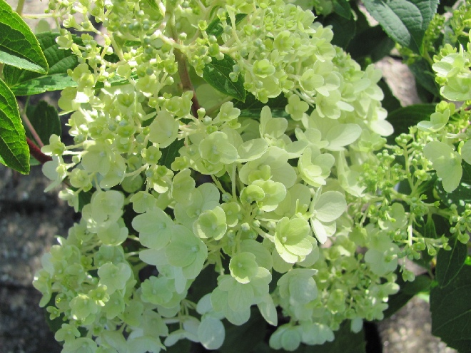 Hydrangea paniculata 'Silver Dollar' Schapekophortensia, Pluimhortensia