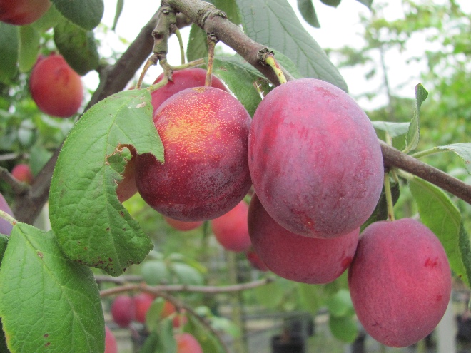 Prunus domestica 'Victoria' (LEIVORM) Handpruim 'Reine Victoria'