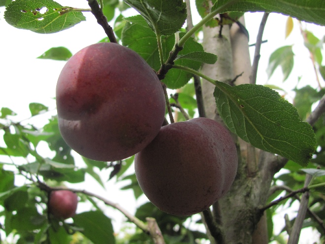 Prunus domestica 'Reine Claude d'Althan' Handpruim 'Althans Reine Claude'