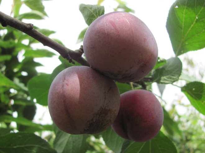 Prunus domestica 'Reine Claude d'Althan' (LEIVORM) Handpruim 'Althans Reine Claude'