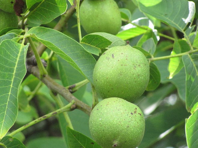 Juglans regia Gewone Walnoot, Okkernoot
