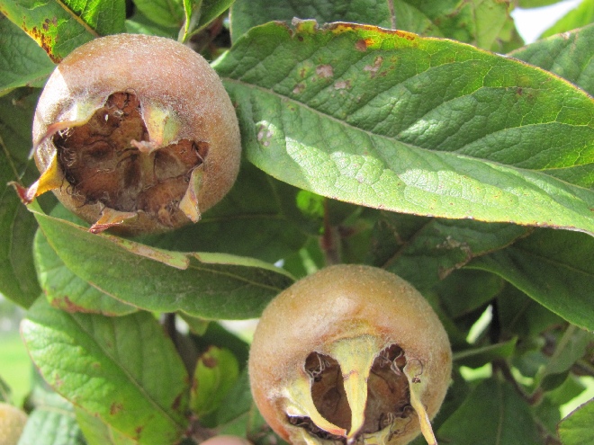 Mespilus germanica 'Bredase Reus' (syn. 'Dutch') Eetbare Mispel