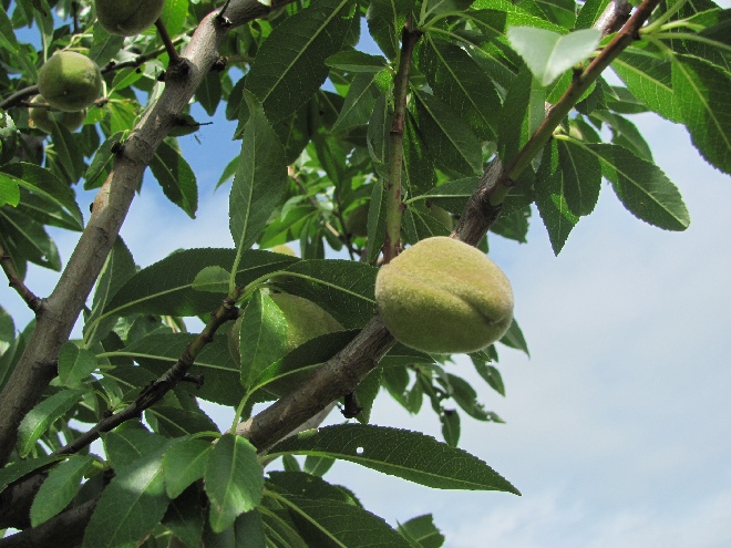 Prunus dulcis 'Robijn' Amandel
