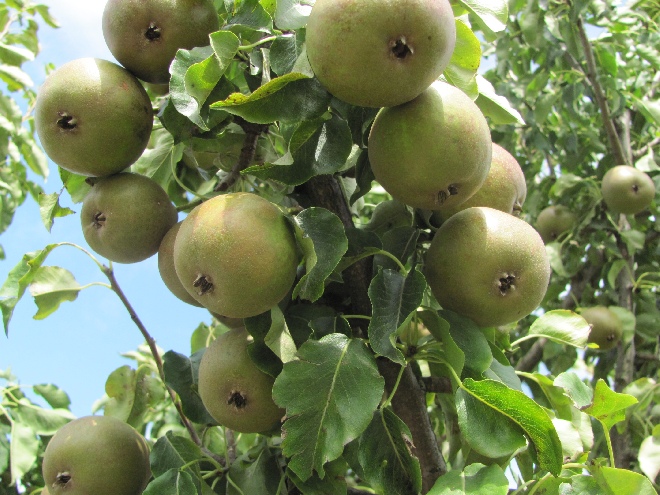 Pyrus communis 'Gieser Wildeman' Stoofpeer 'Gieser Wildeman'