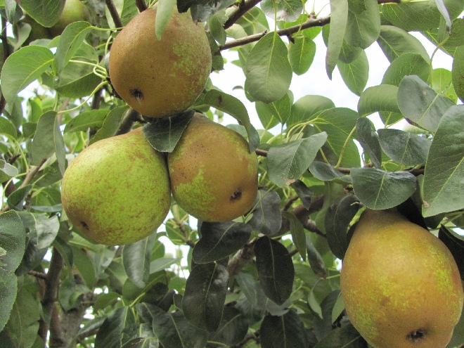 Pyrus communis 'Triomphe de Vienne' Handpeer 'Triomphe de Vienne'