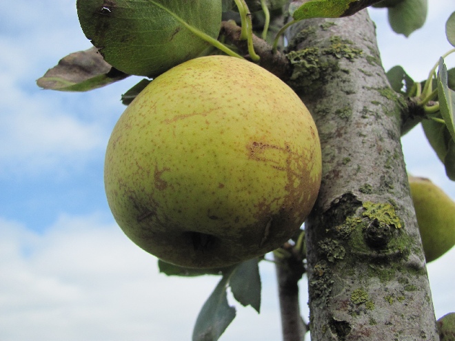 Pyrus communis 'Noordhollandsche Suikerpeer' (LEIVORM) Stoofpeer 'Noordhollandsche Suikerpeer'