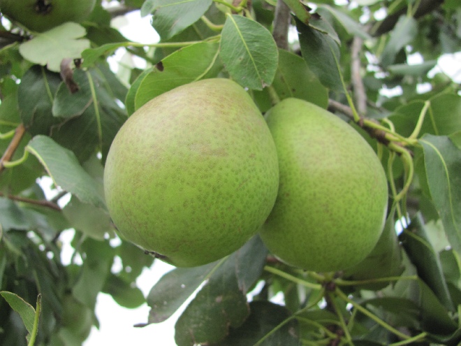 Pyrus communis 'Saint Rémy' Stoofpeer Saint Rémy