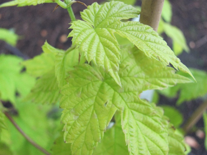 Humulus lupulus 'Aureus' Geelbladige Europese Hop