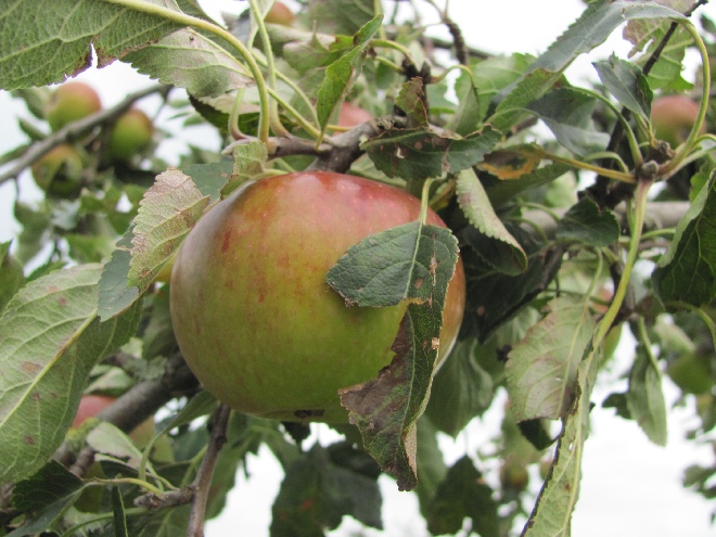 Malus domestica 'Cox's Orange Pippin' Desertappel Cox's Orange Pippin