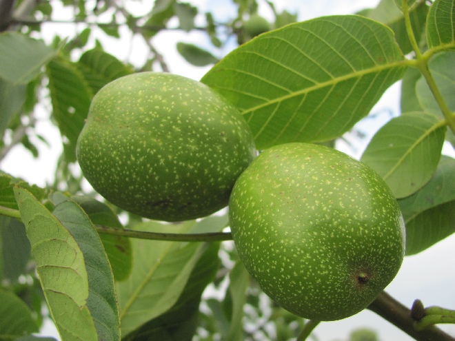 Juglans regia 'Broadview' Walnoot, Okkernoot