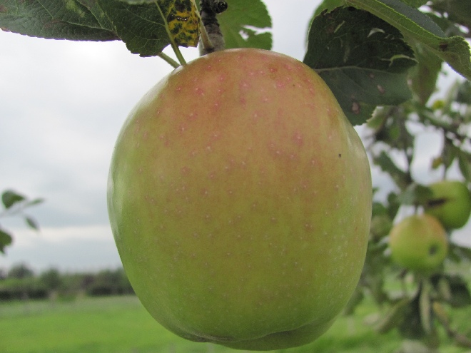 Malus domestica 'Notarisappel' Handappel Notarisappel