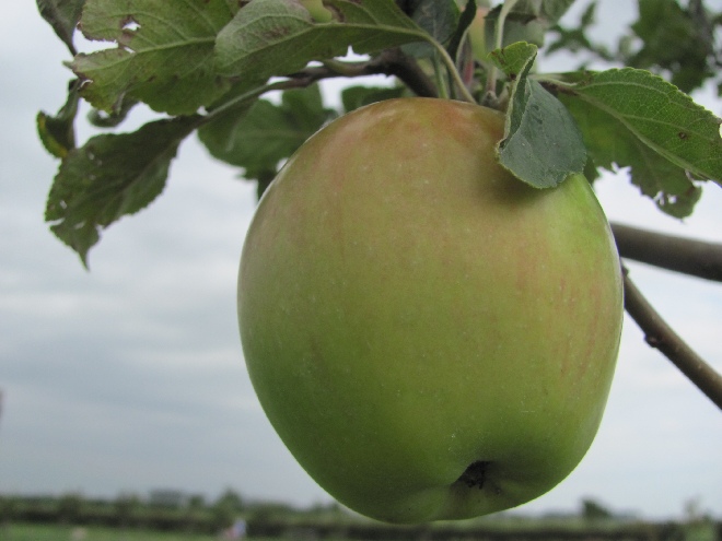Malus domestica 'Princesse Noble' (LEIVORM) Handappel 'Princesse Noble'