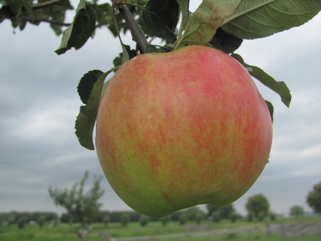 Malus domestica 'Zigeunerin' Handappel 'Zigeunerin'