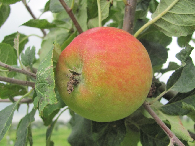Malus domestica 'Alkmene' Oranjerode Handappel