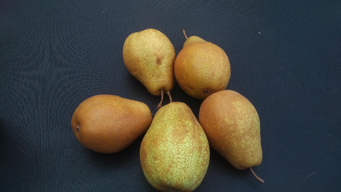 Pyrus communis 'Dirkjespeer' Peer