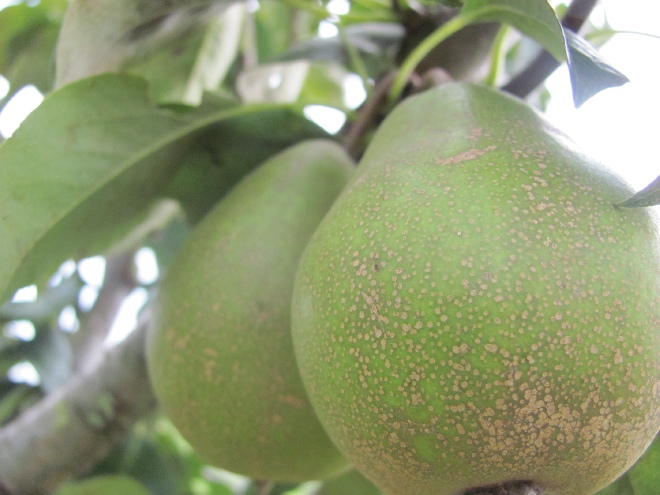 Pyrus communis 'Winterrietpeer' Stoofpeer 'Winterrietpeer'