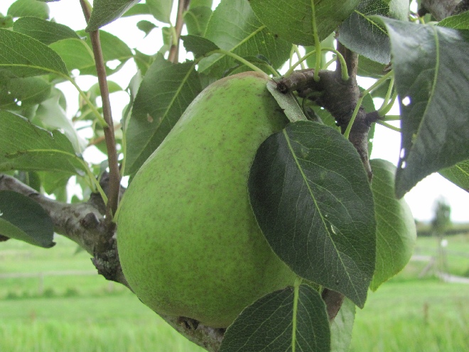 Pyrus communis 'Williams' Bon Chrétien' (Red Bartlett) Zelfbestuivende Buikpeer Williams